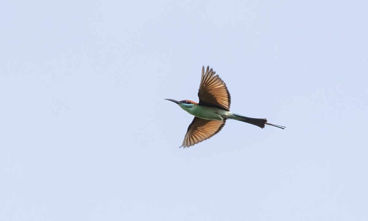 Rufous-crowned Bee-eater - ML618331912