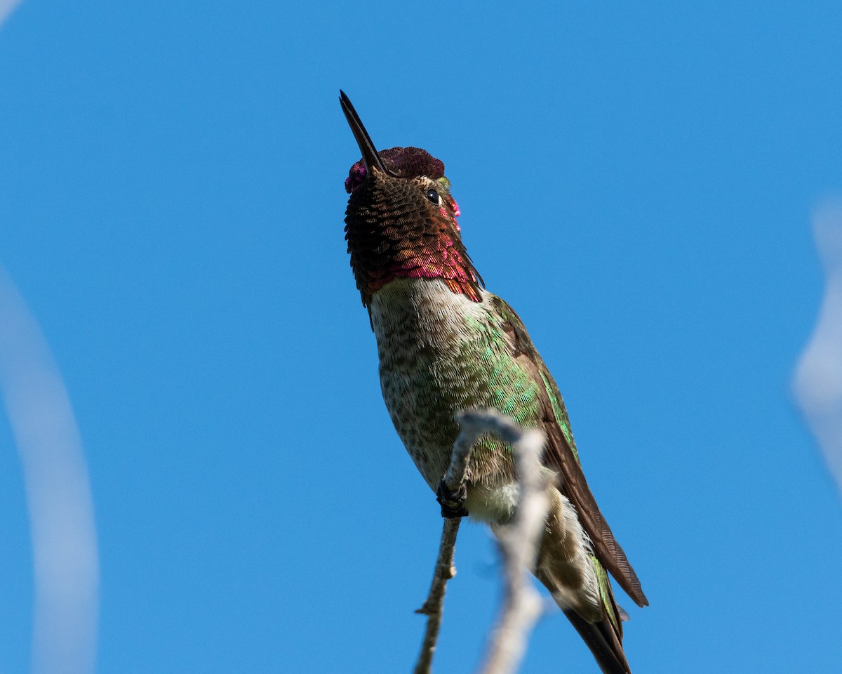 Anna's Hummingbird - ML618331918