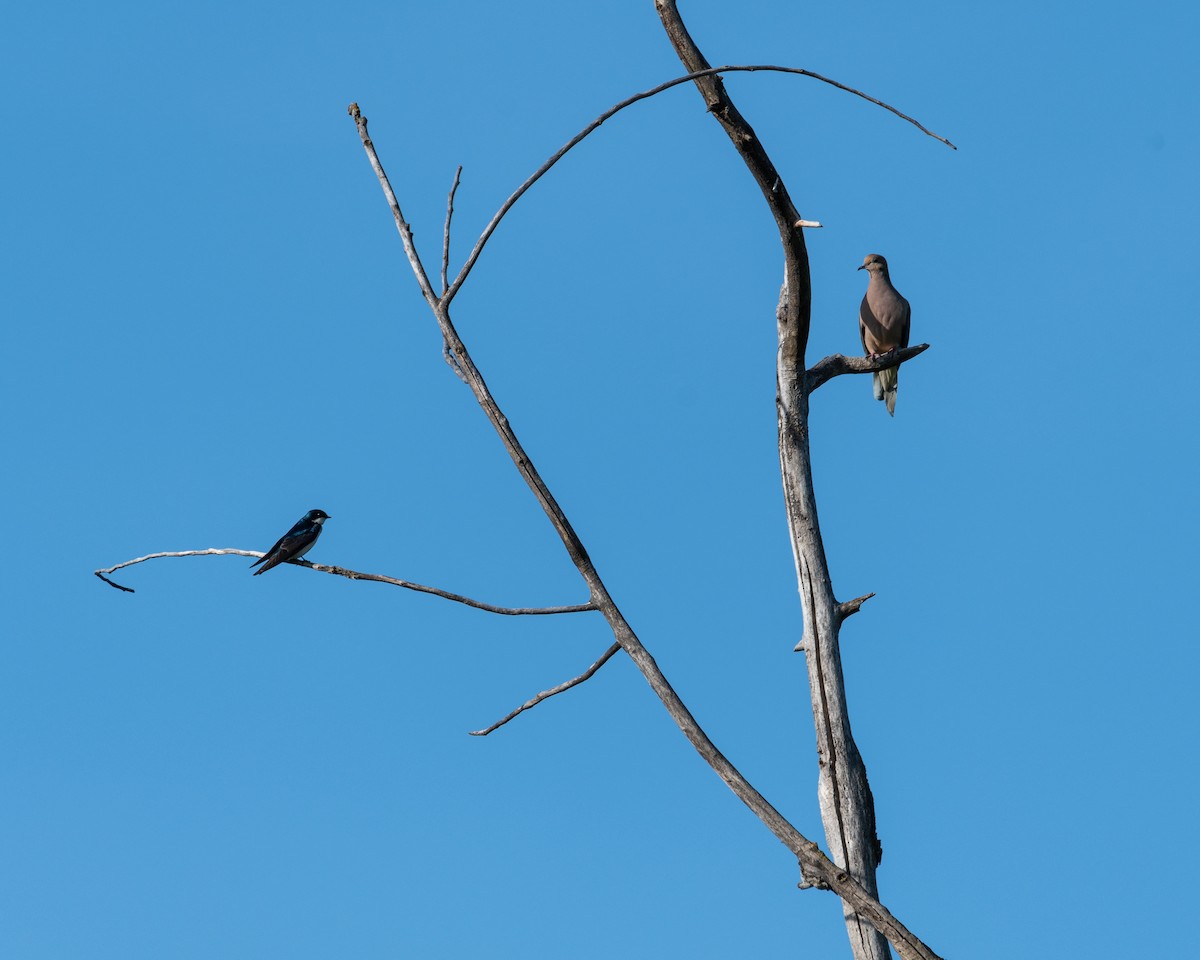 Tree Swallow - ML618331940