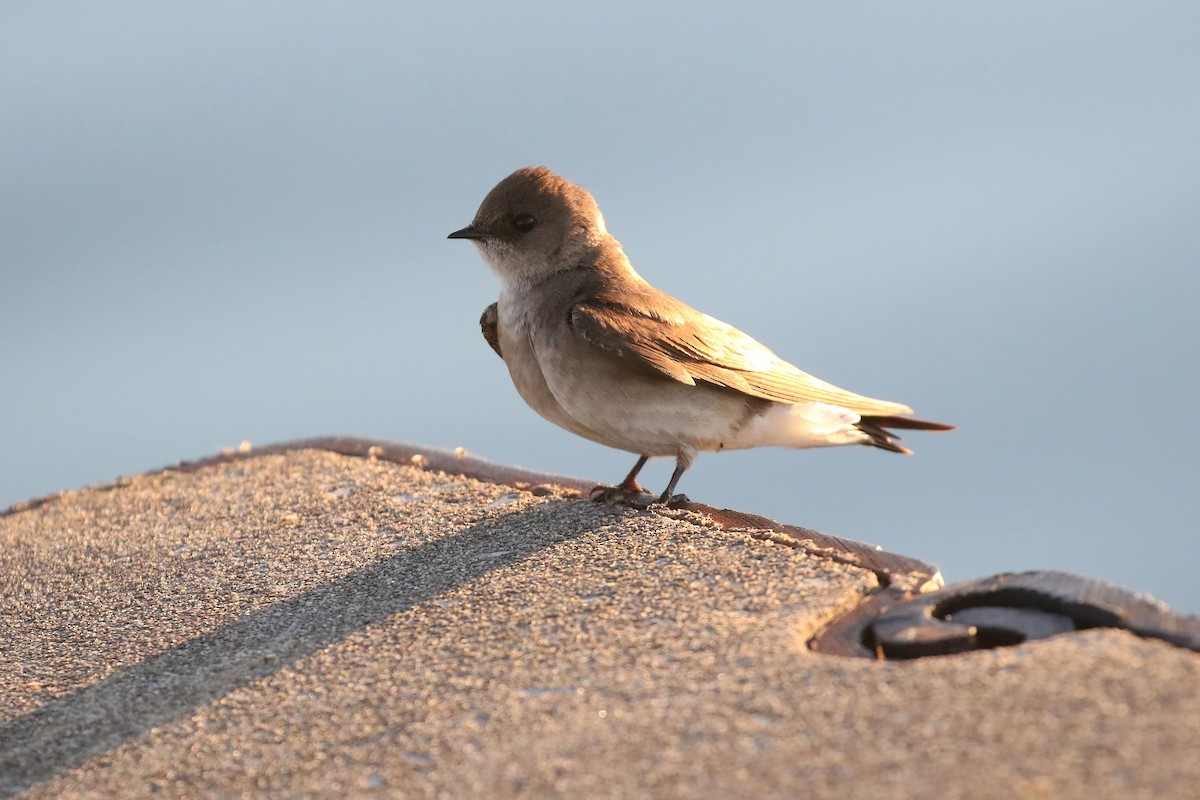 Northern Rough-winged Swallow - ML618331949
