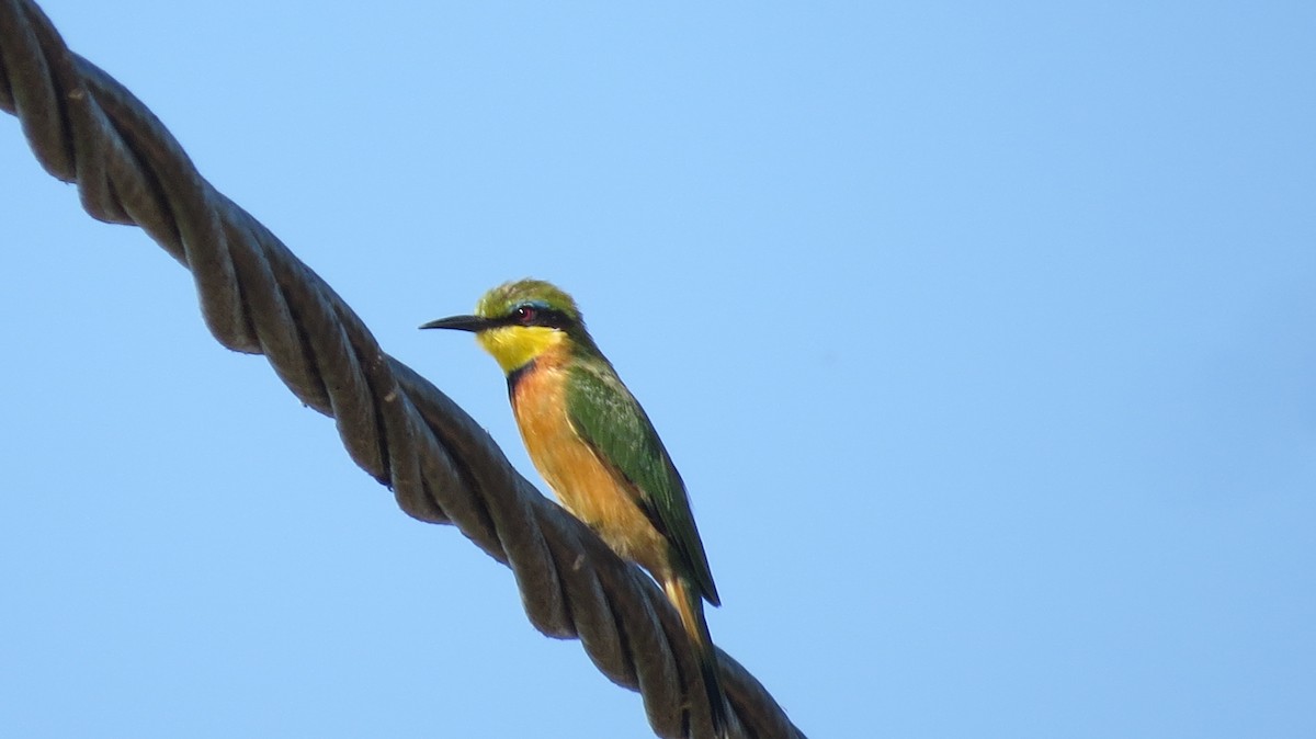 Little Bee-eater - Mark VAN BOEKEL