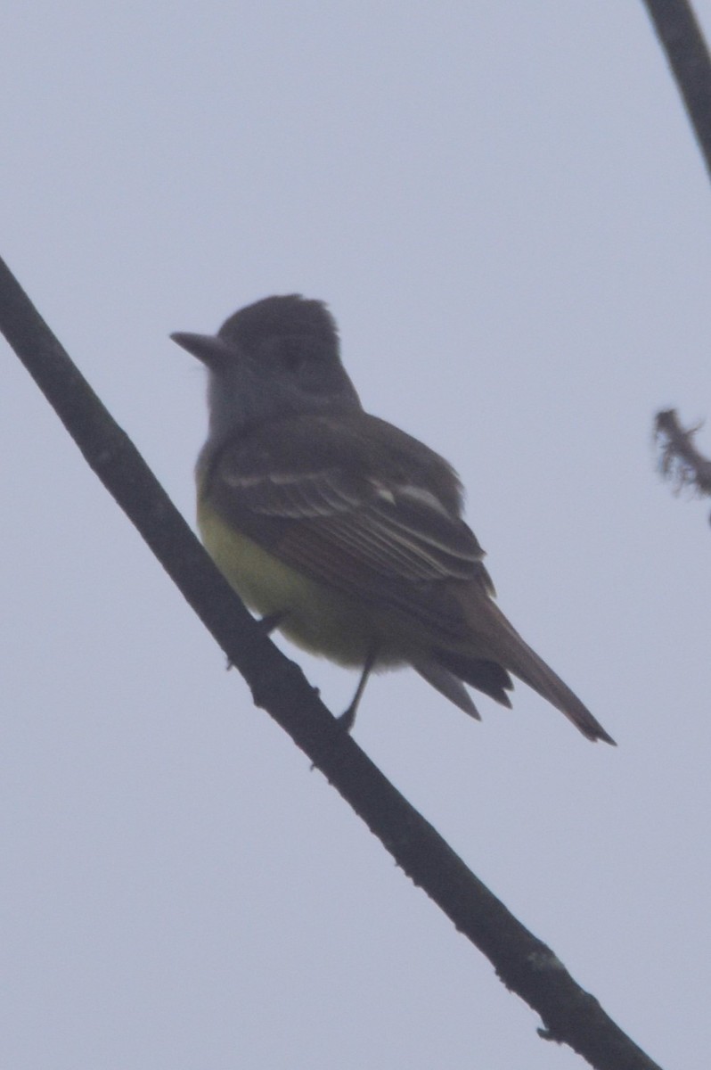 Great Crested Flycatcher - ML618331958