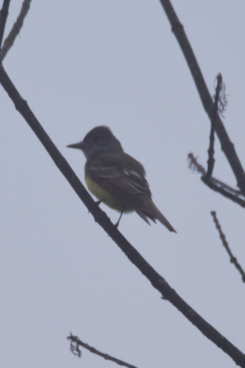 Great Crested Flycatcher - ML618331961