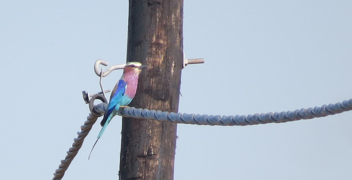 Lilac-breasted Roller - ML618331963