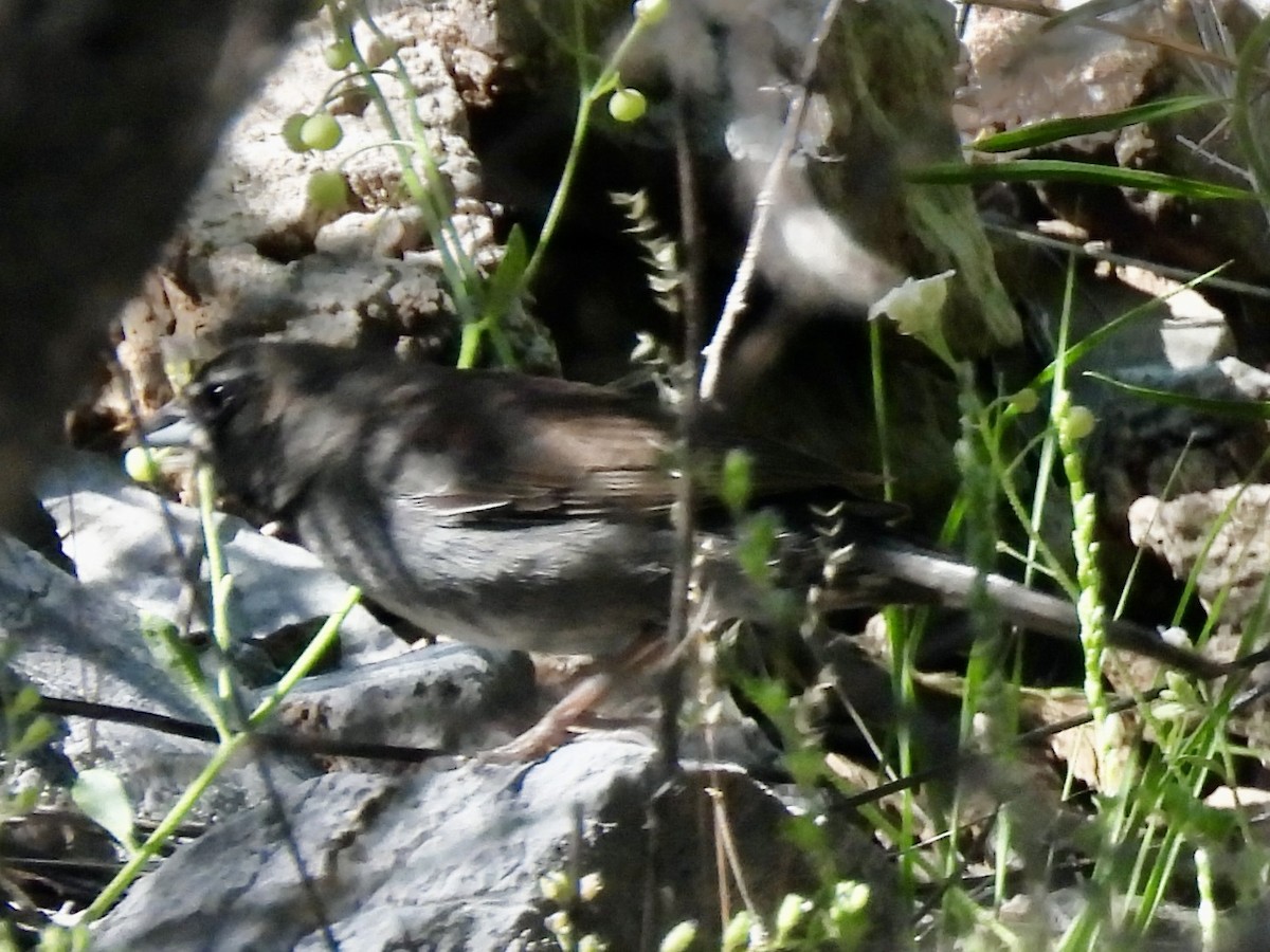 Five-striped Sparrow - ML618331981