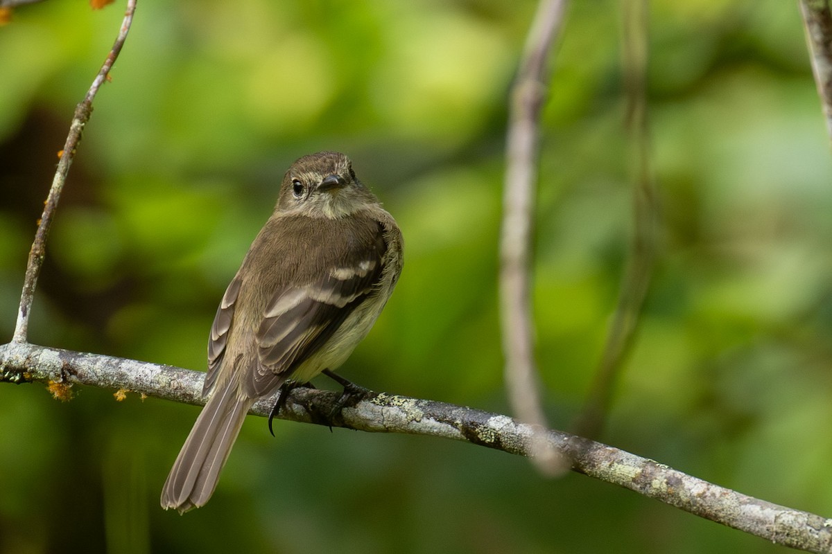 Olive-chested Flycatcher - ML618331983