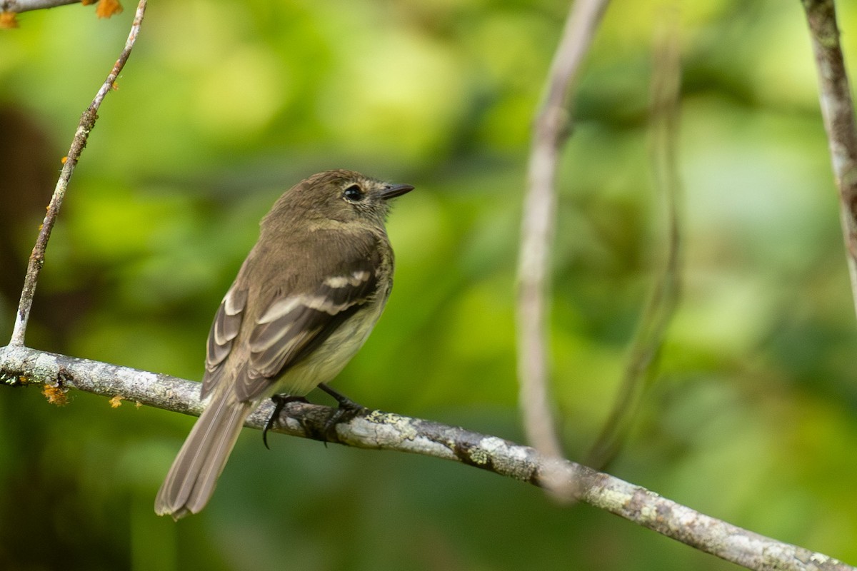 Olive-chested Flycatcher - ML618331984
