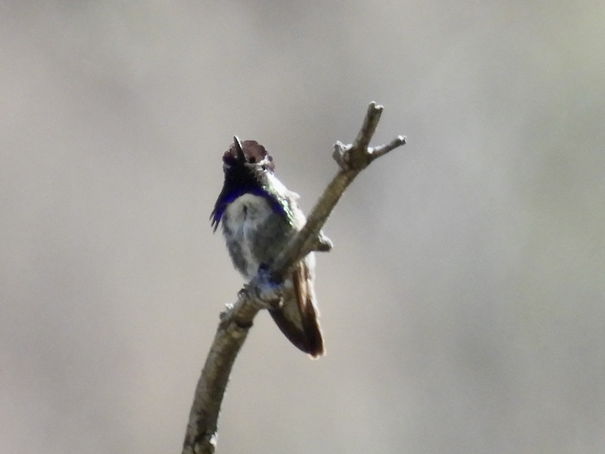 Costa's Hummingbird - Bill Lisowsky