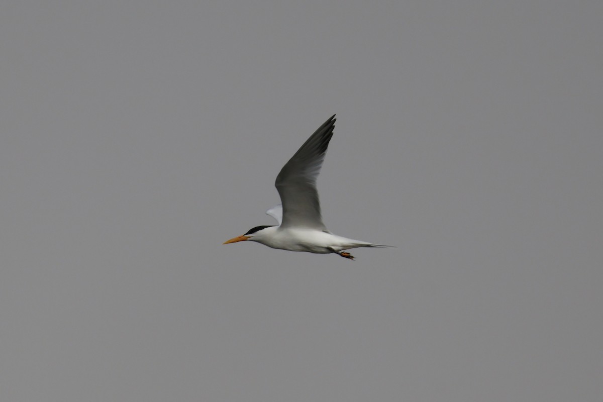 West African Crested Tern - ML618332048