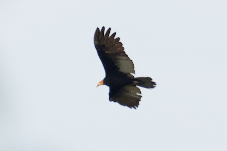 Greater Yellow-headed Vulture - ML618332070