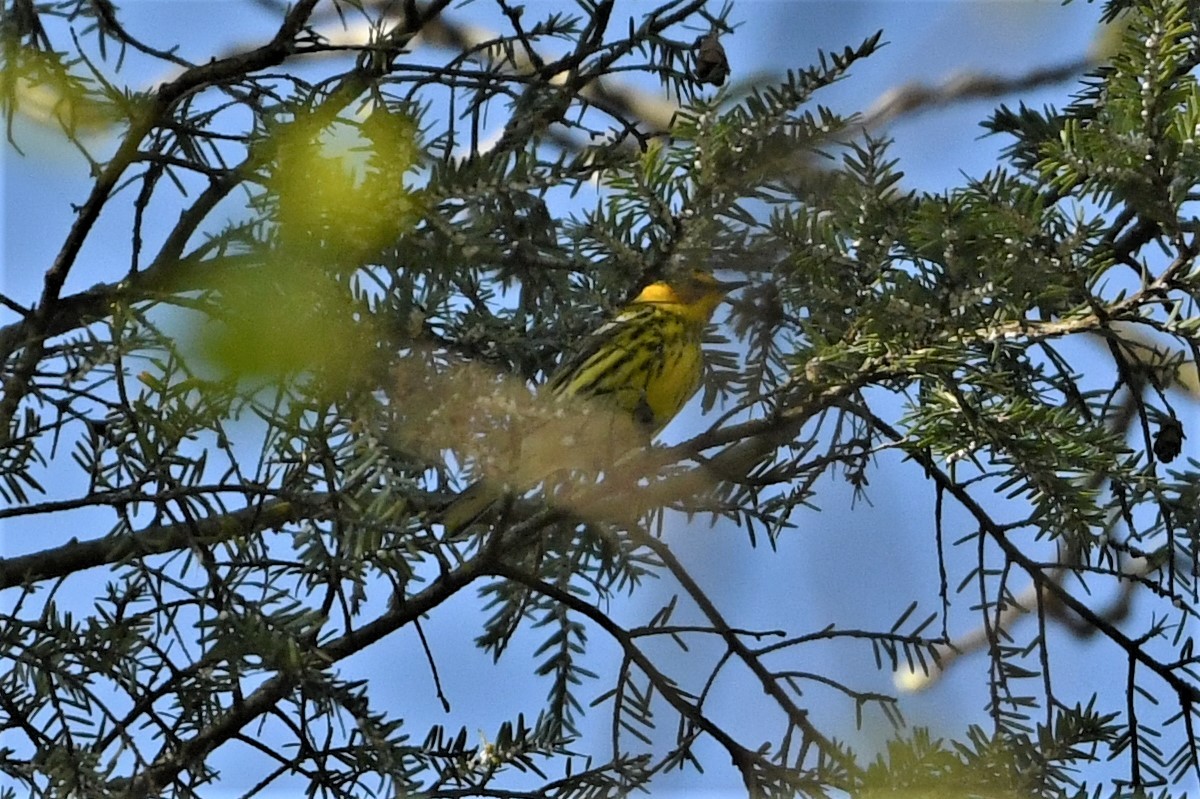 Cape May Warbler - ML618332094