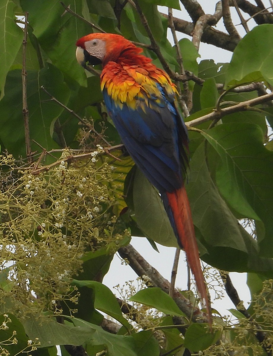Scarlet Macaw - ML618332114