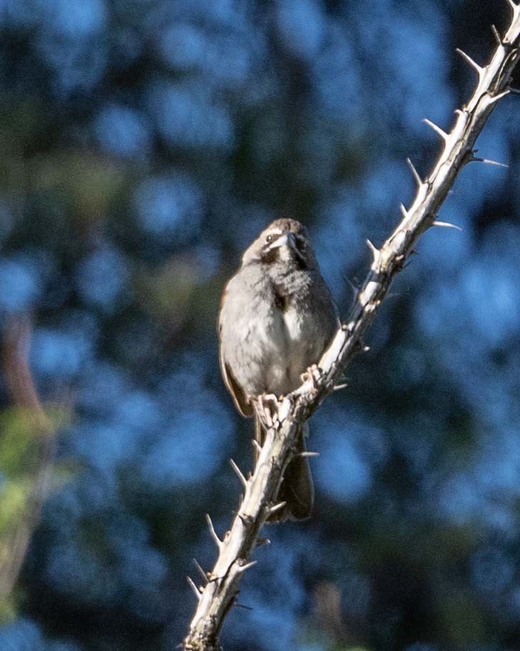 Five-striped Sparrow - ML618332127