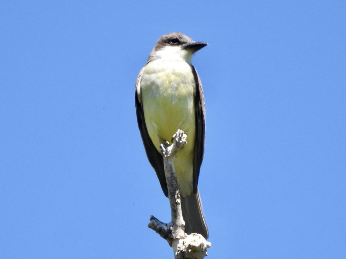 Thick-billed Kingbird - Bill Lisowsky