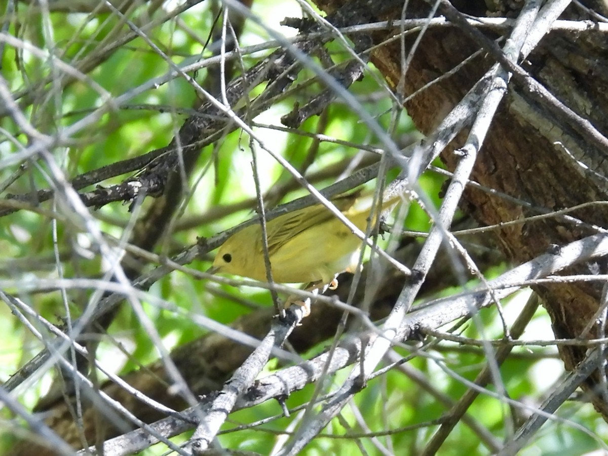 Yellow Warbler - ML618332171