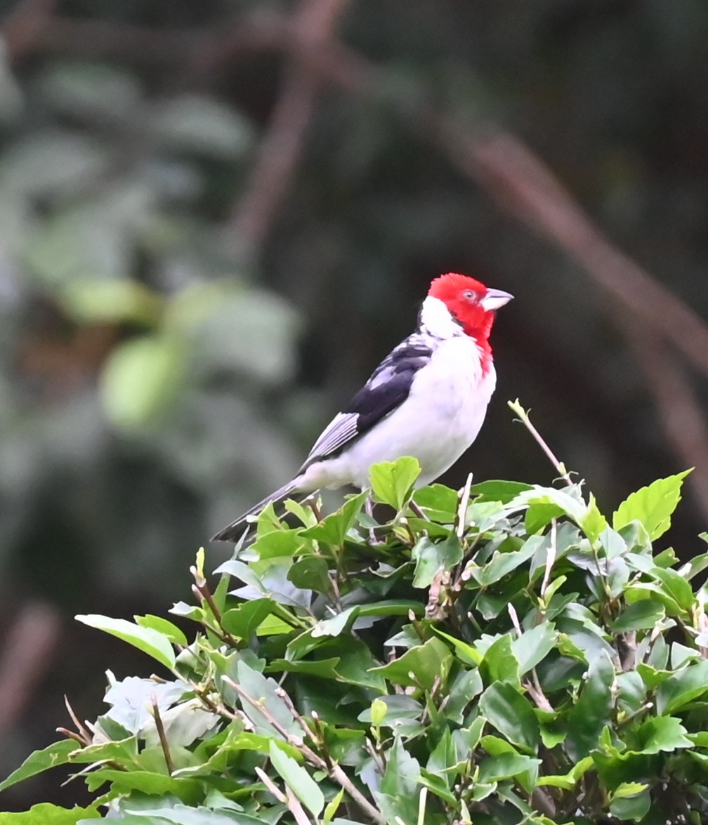 Red-cowled Cardinal - ML618332184