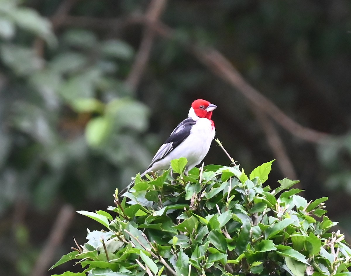 Red-cowled Cardinal - ML618332185