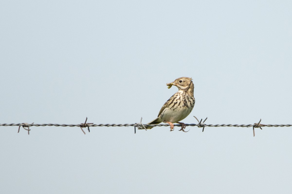 Meadow Pipit - ML618332223