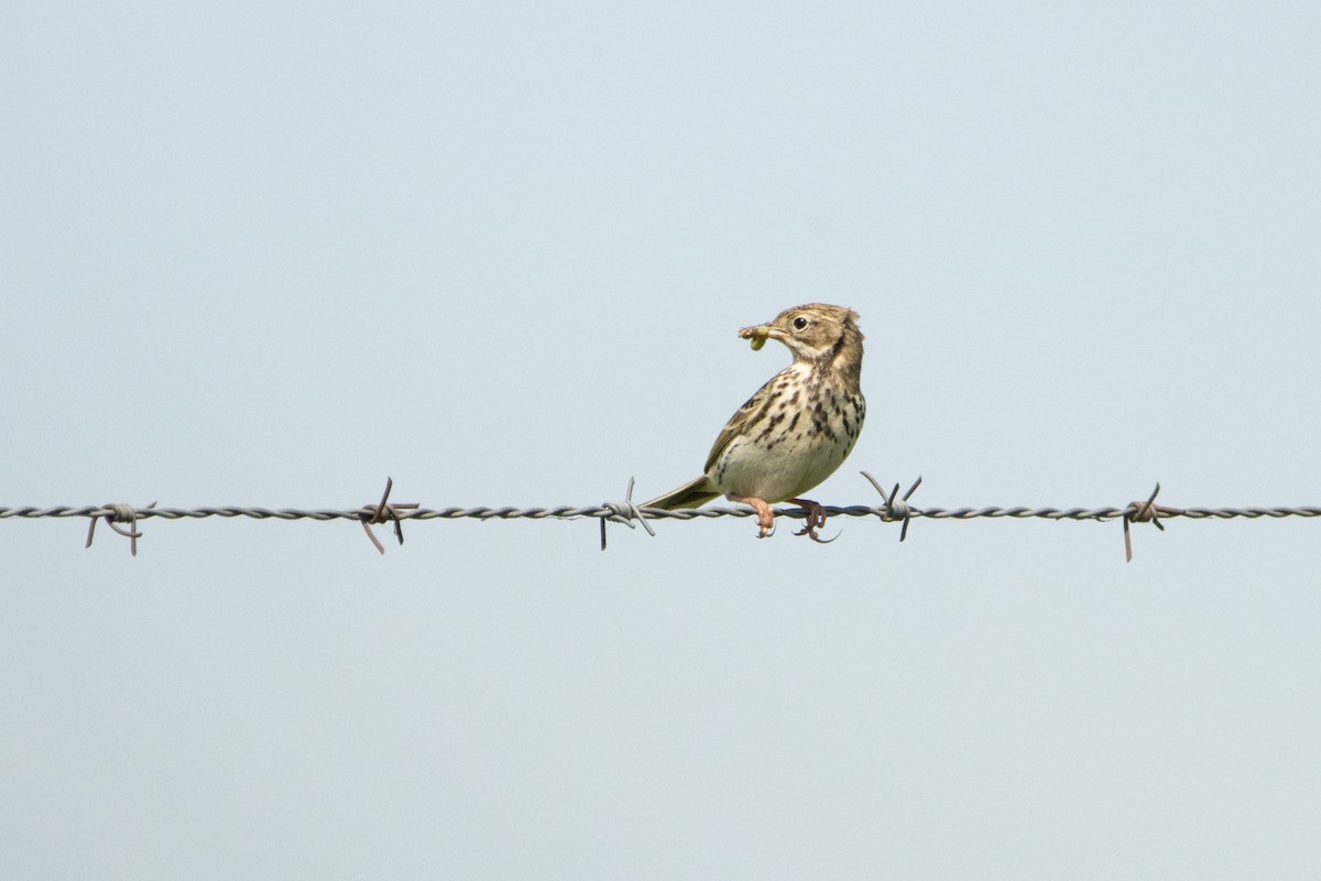 Meadow Pipit - ML618332224