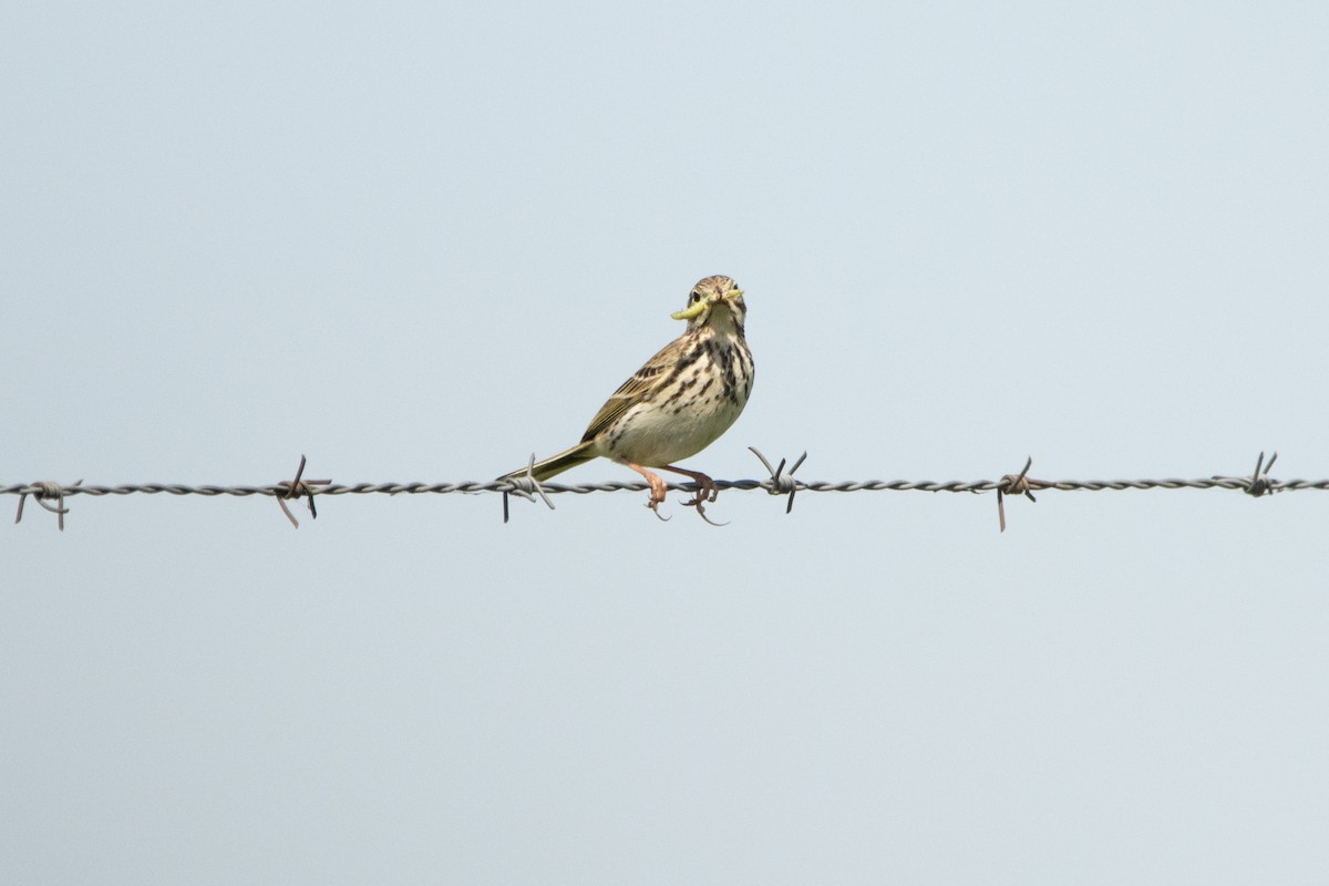 Meadow Pipit - ML618332225