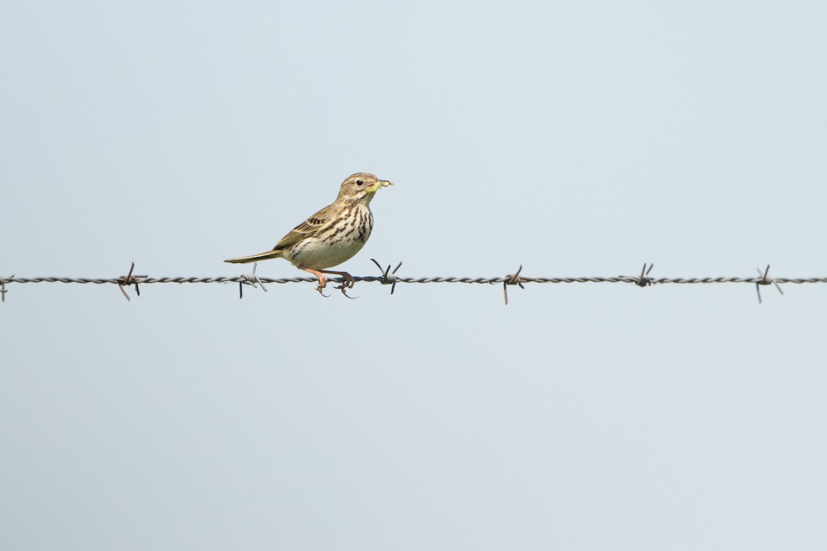 Meadow Pipit - ML618332226