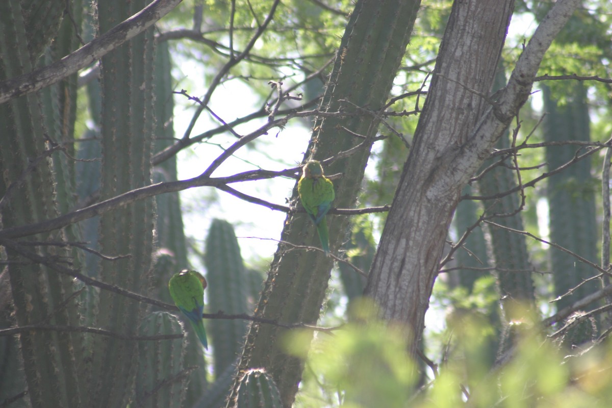 Brown-throated Parakeet - ML618332238