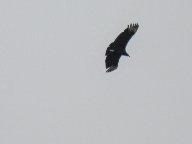 Black Vulture - ML618332269