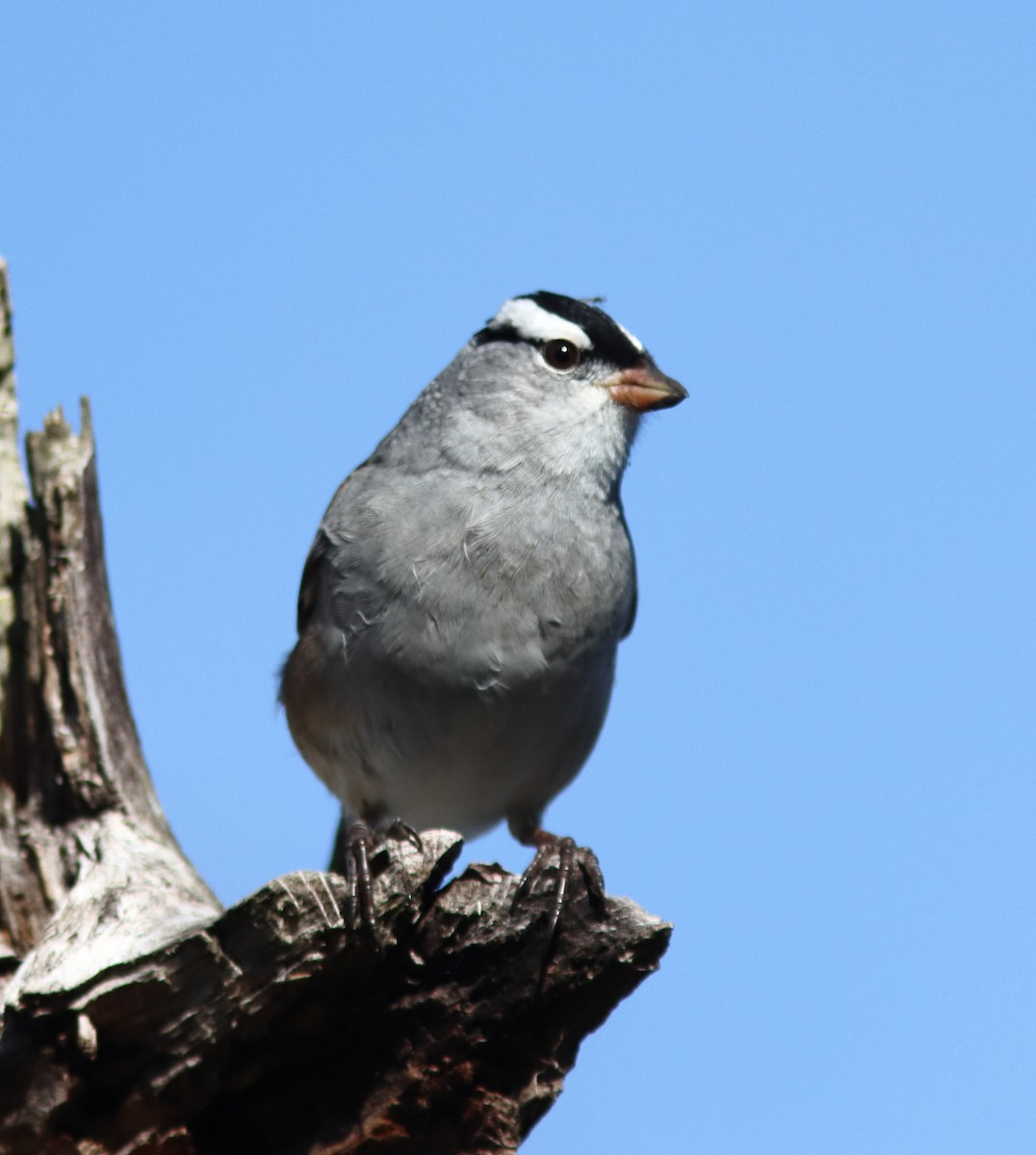 White-crowned Sparrow - ML618332287