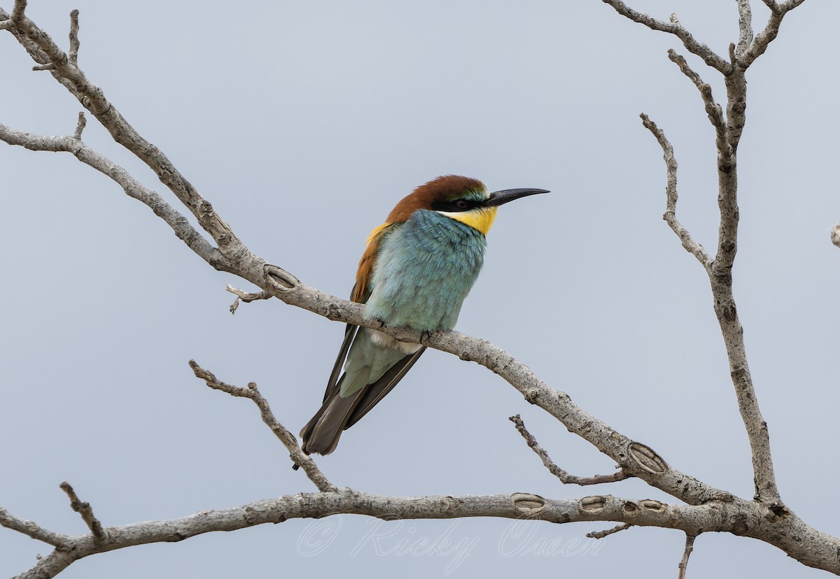 European Bee-eater - ML618332288