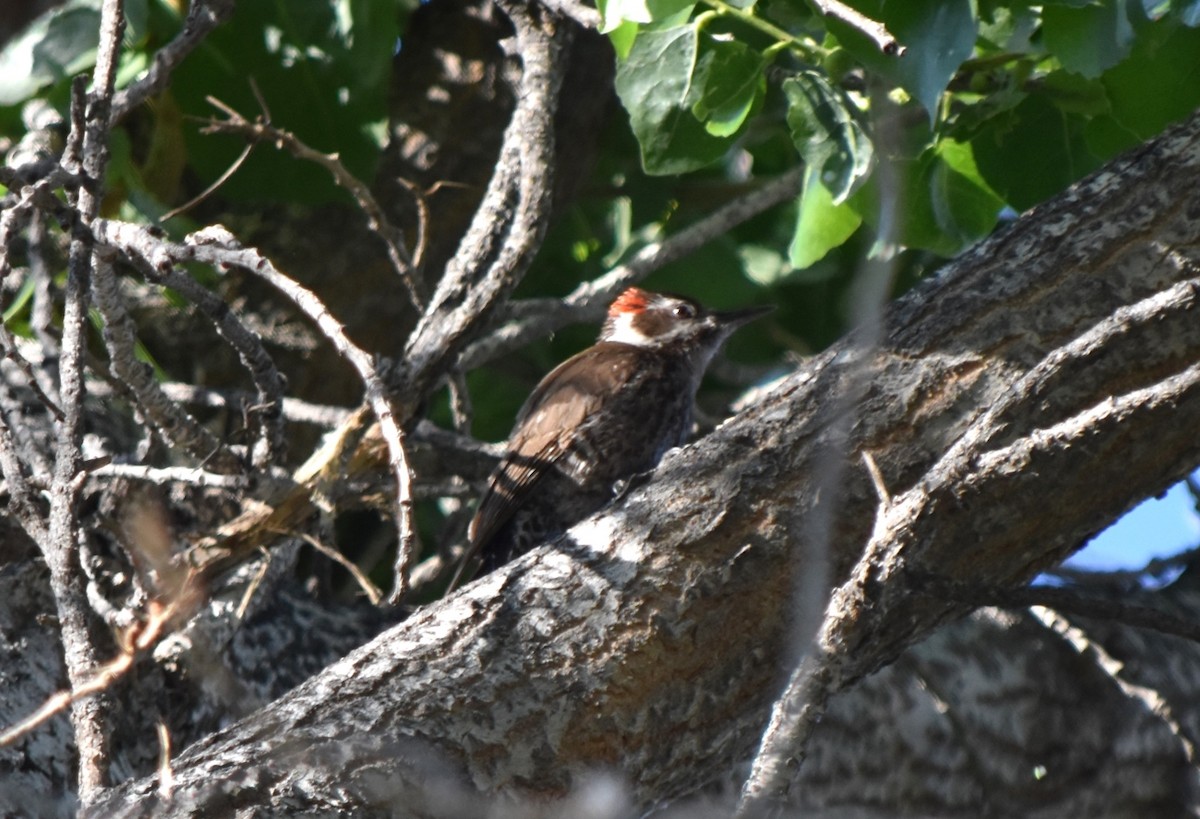 Arizona Woodpecker - ML618332314