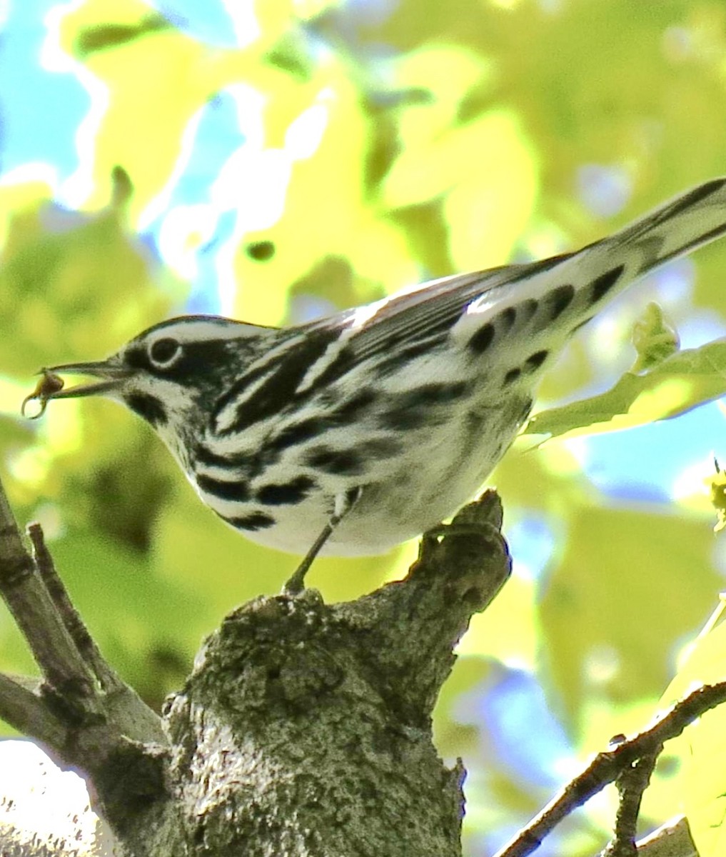 Black-and-white Warbler - ML618332344