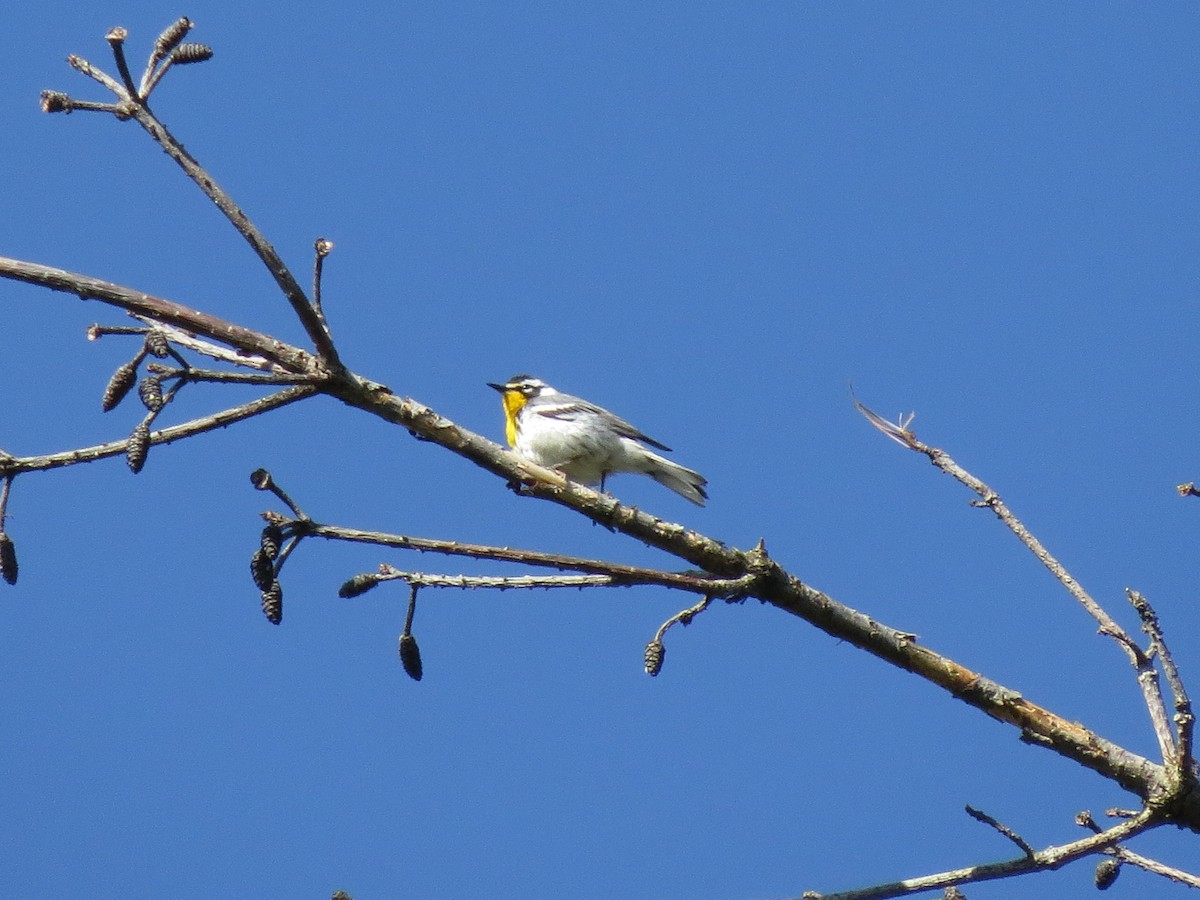Yellow-throated Warbler - ML618332349