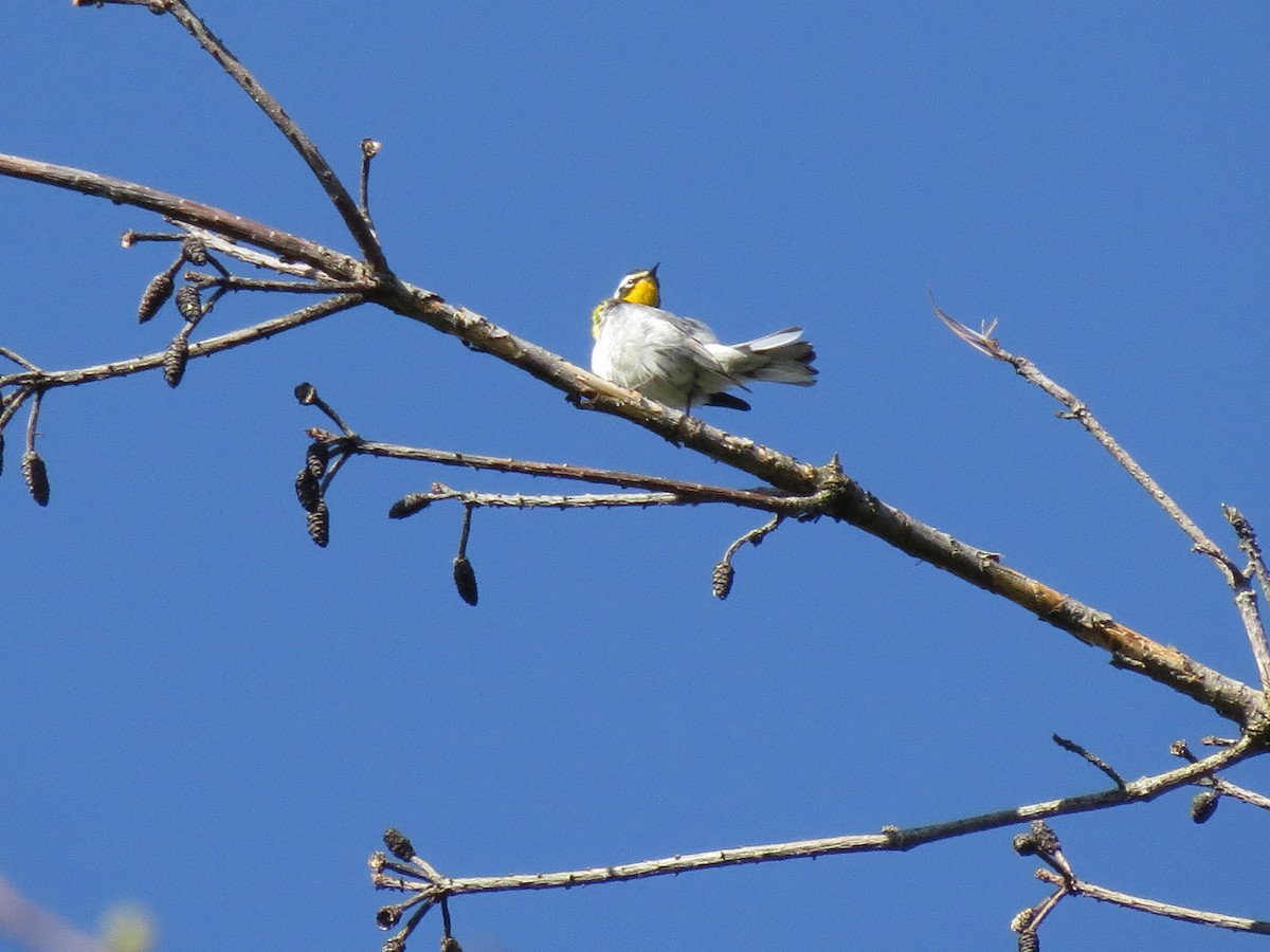 Yellow-throated Warbler - Norka Saldana