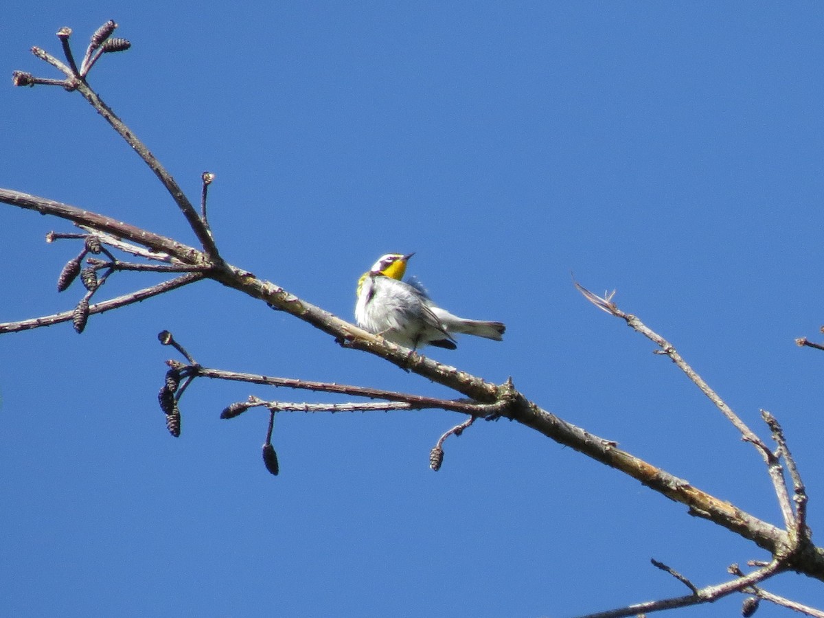 Yellow-throated Warbler - ML618332351