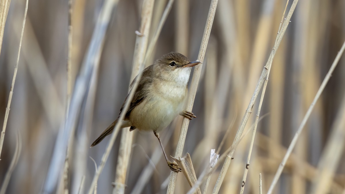 Common Reed Warbler - ML618332363