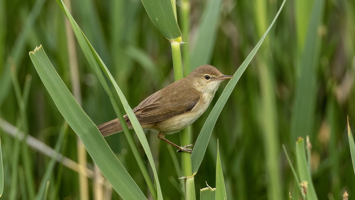 Common Reed Warbler - ML618332364