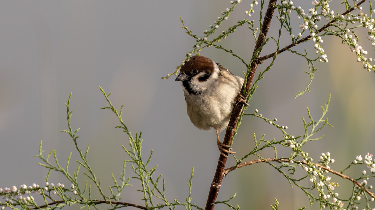 Eurasian Tree Sparrow - ML618332372