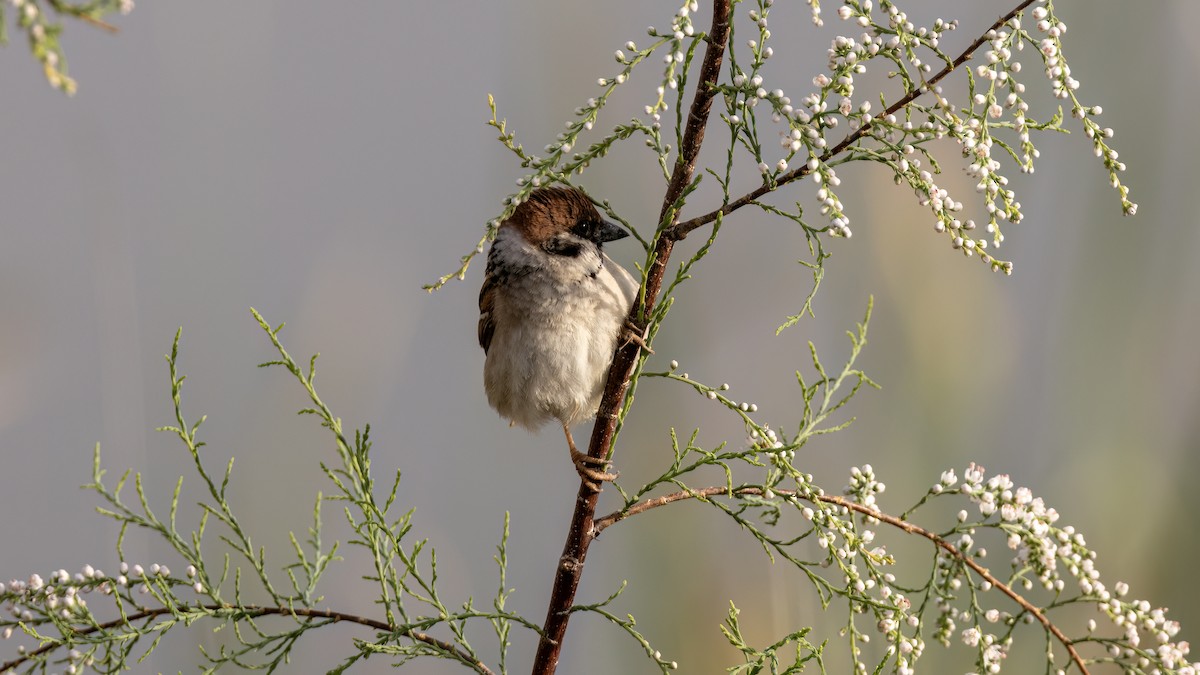 Eurasian Tree Sparrow - ML618332373