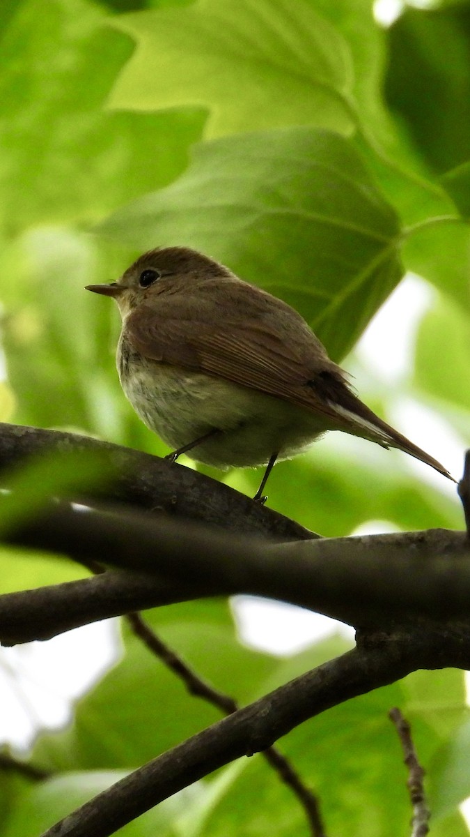 Red-breasted Flycatcher - ML618332389