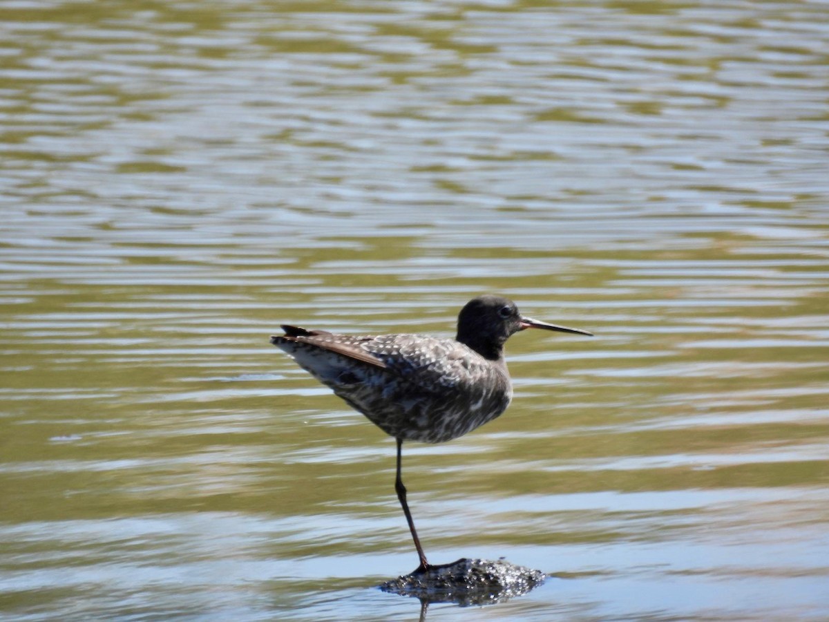 Spotted Redshank - ML618332414