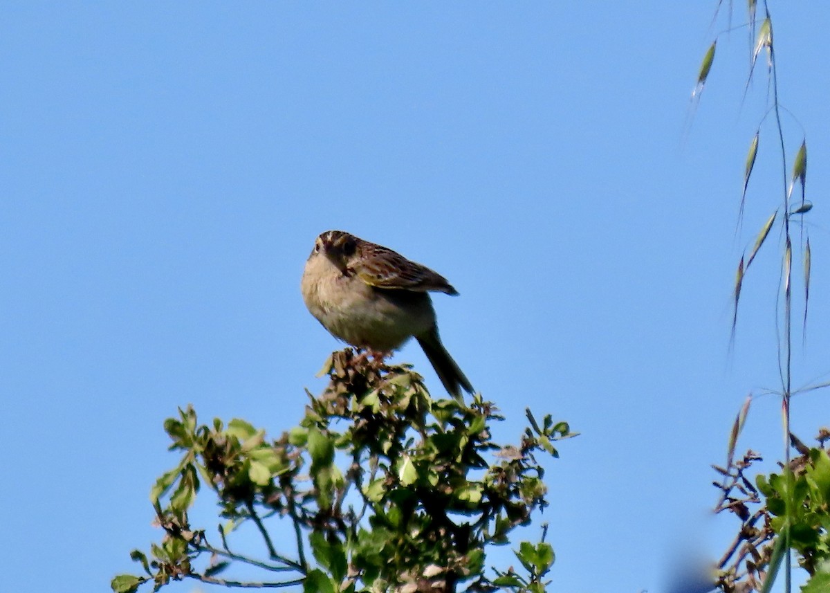 Grasshopper Sparrow - ML618332424