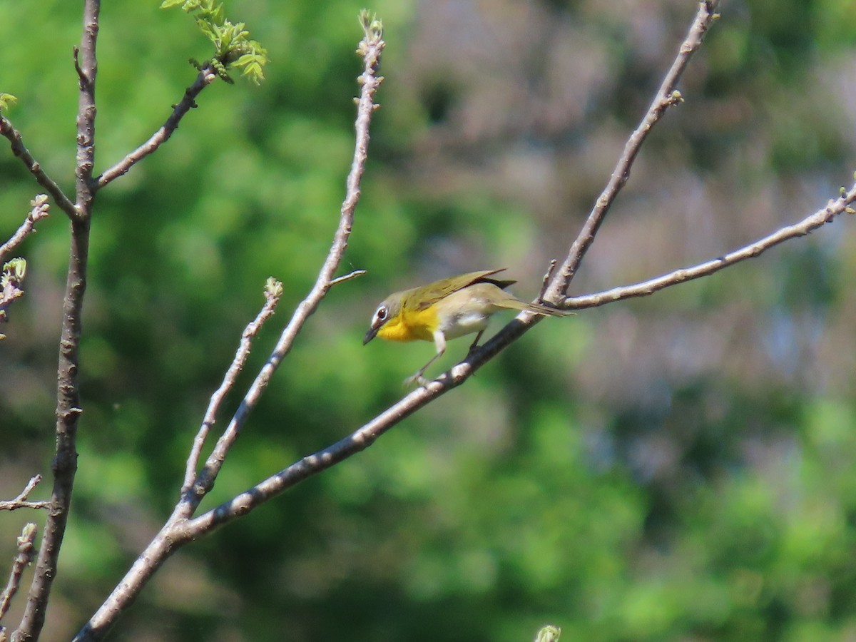 Yellow-breasted Chat - ML618332434