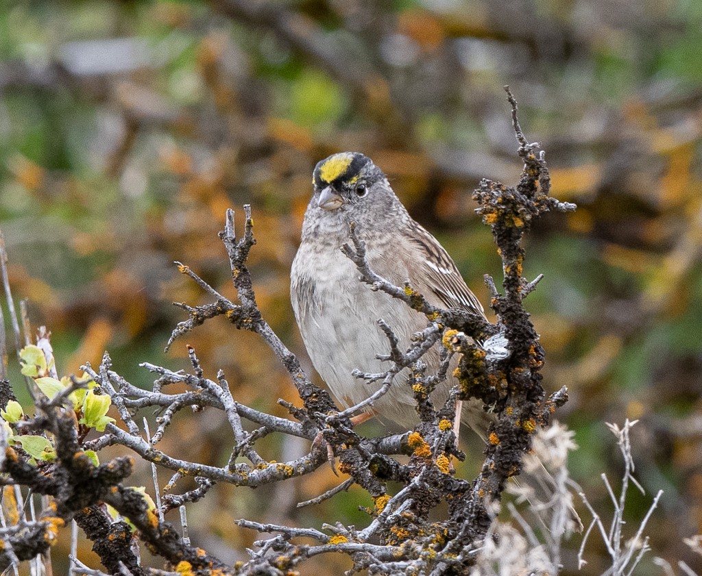 Golden-crowned Sparrow - Kevin Rutherford