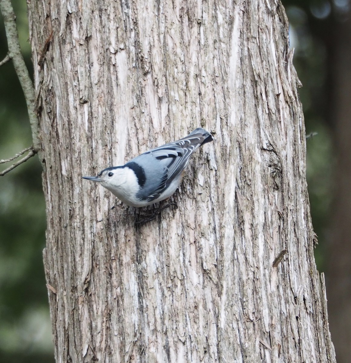 White-breasted Nuthatch - ML618332487