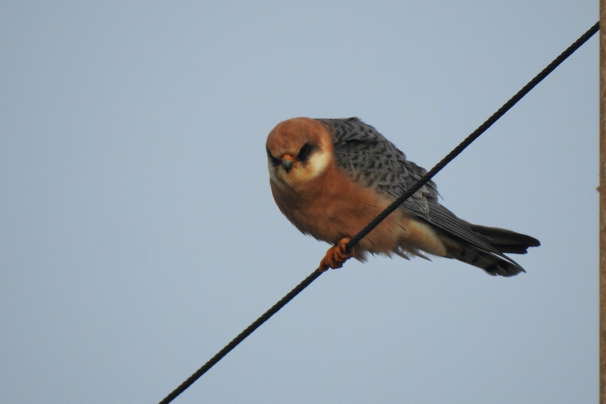 Red-footed Falcon - ML618332503