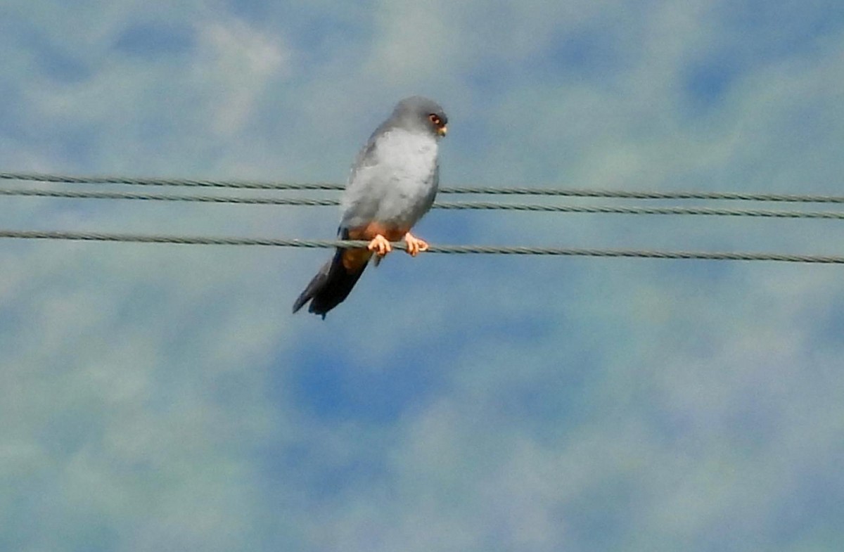 Red-footed Falcon - ML618332518