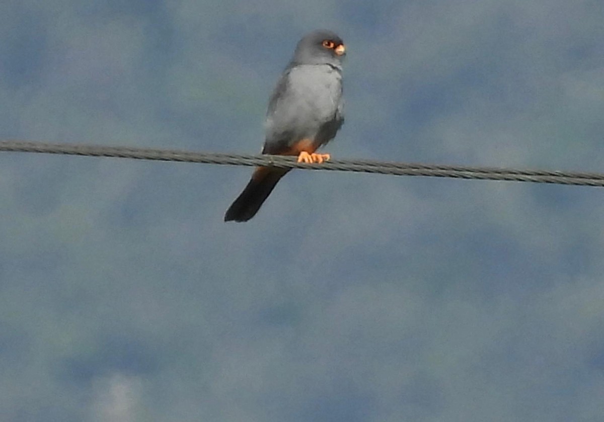 Red-footed Falcon - ML618332519