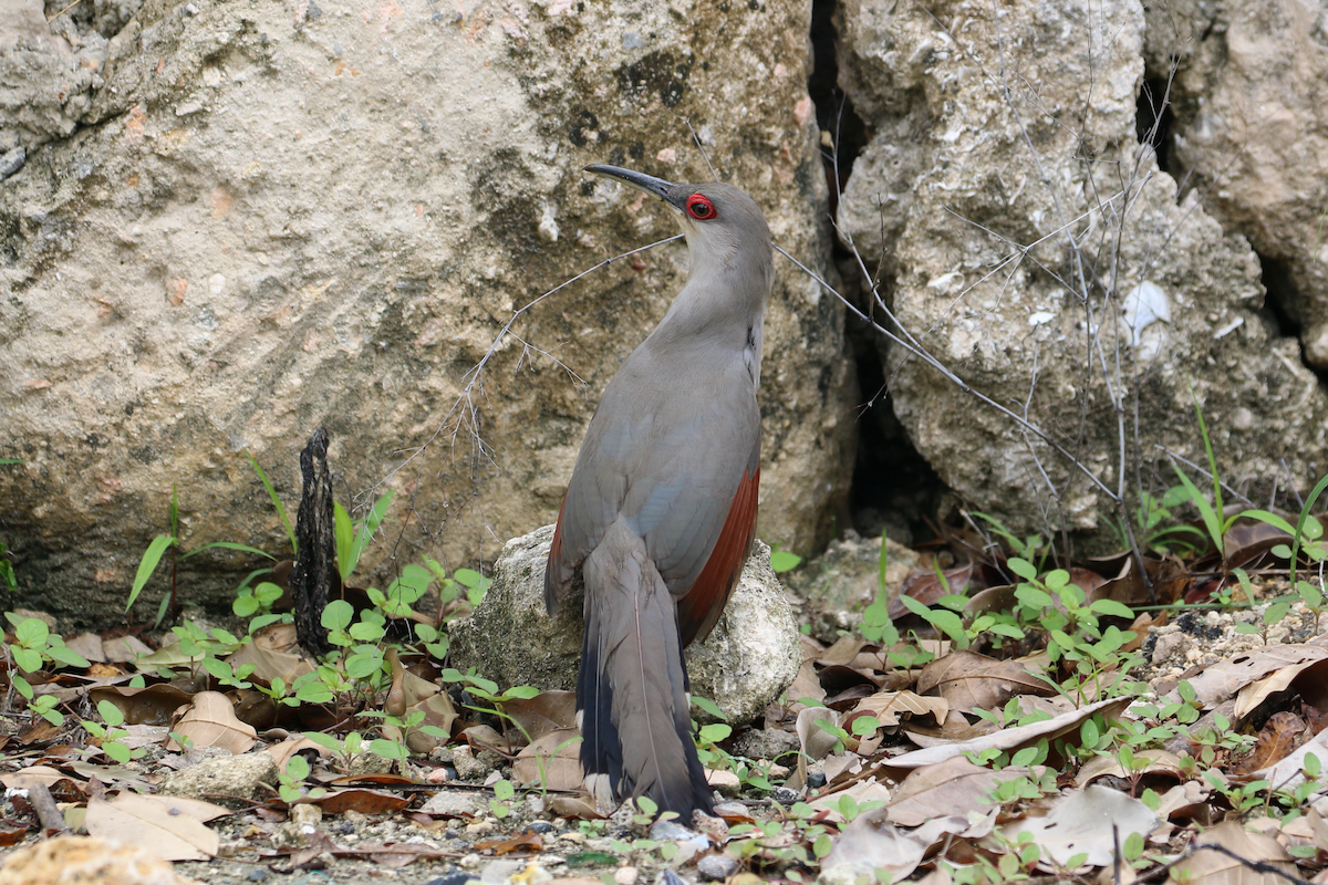 Hispaniolan Lizard-Cuckoo - ML618332522