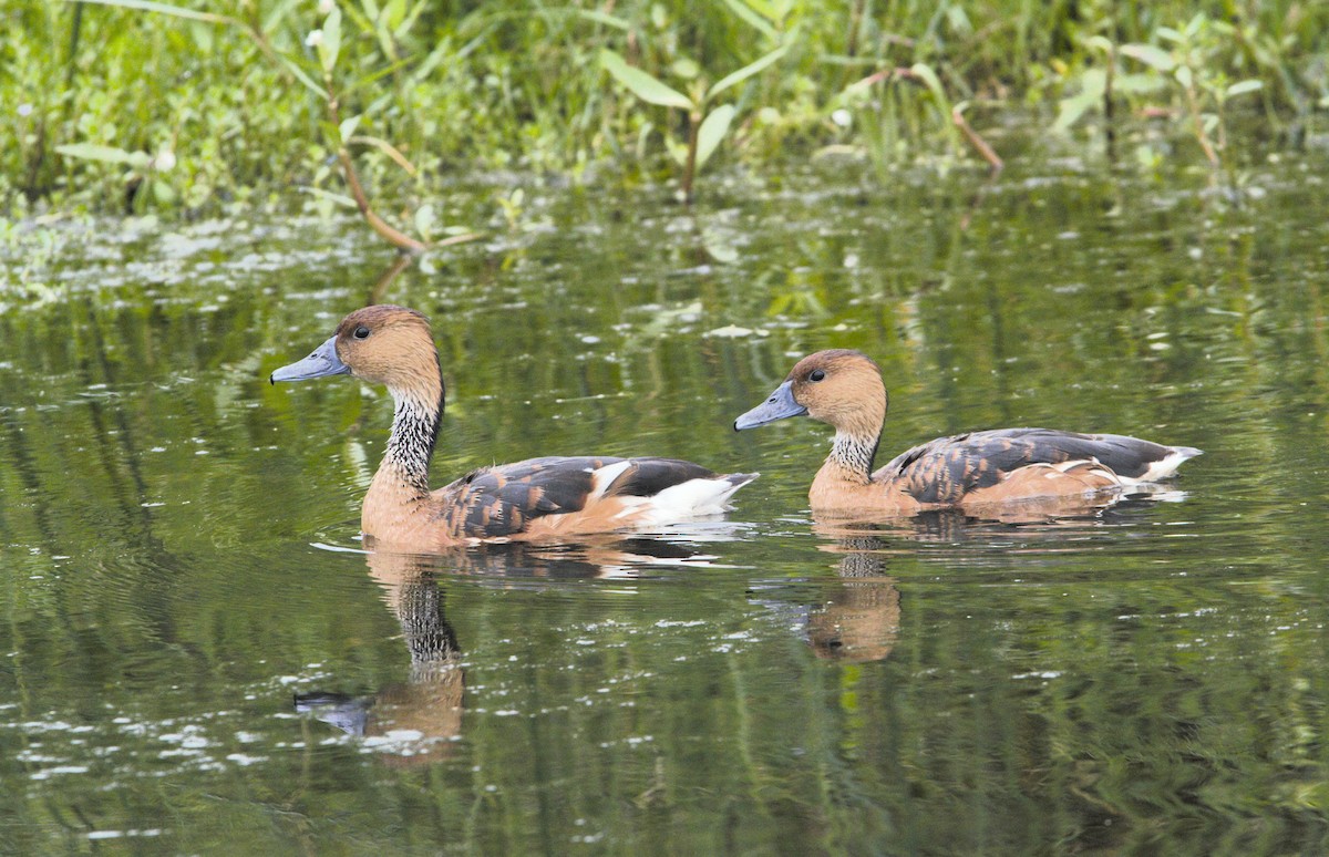 Fulvous Whistling-Duck - ML618332606