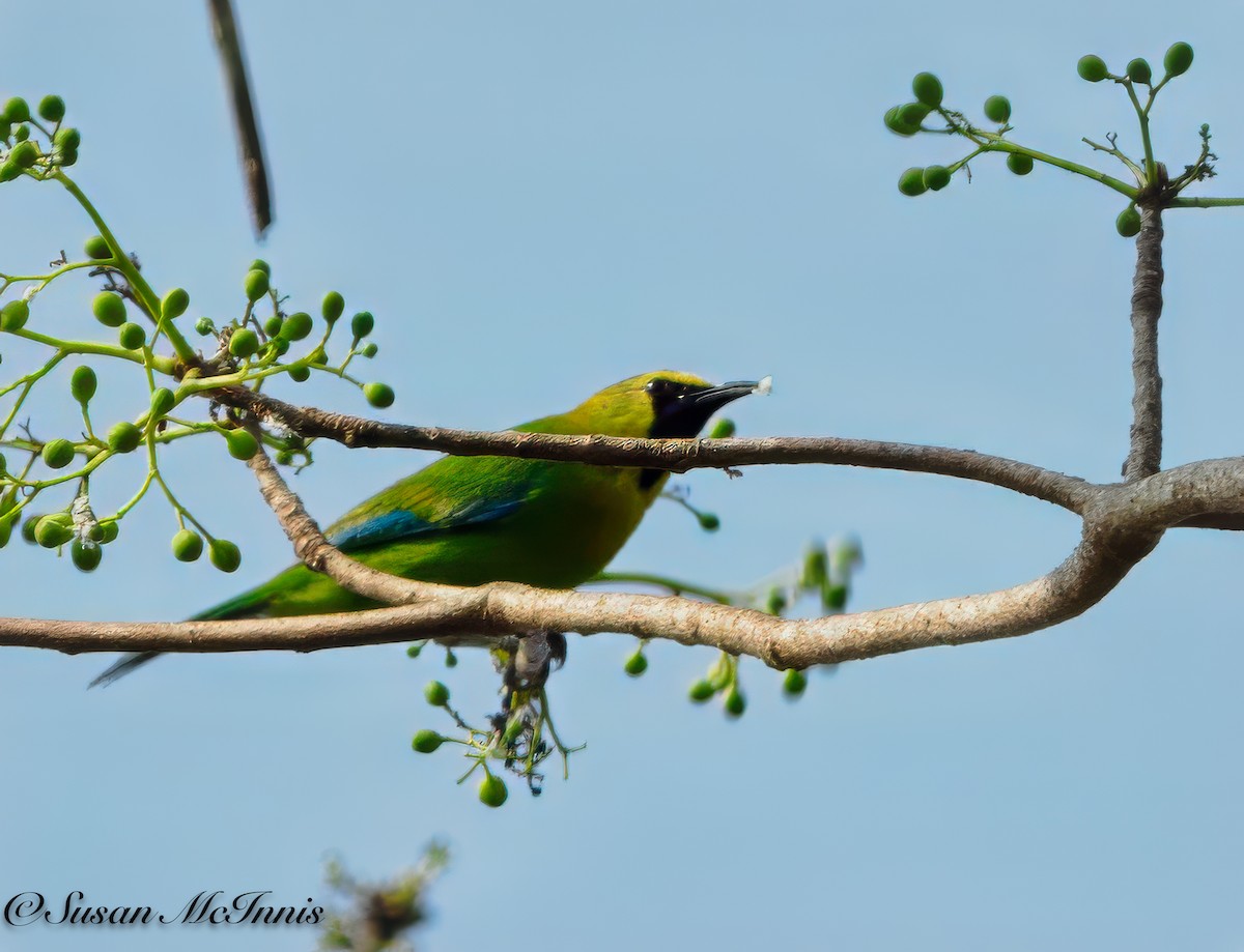Blue-winged Leafbird - Susan Mac